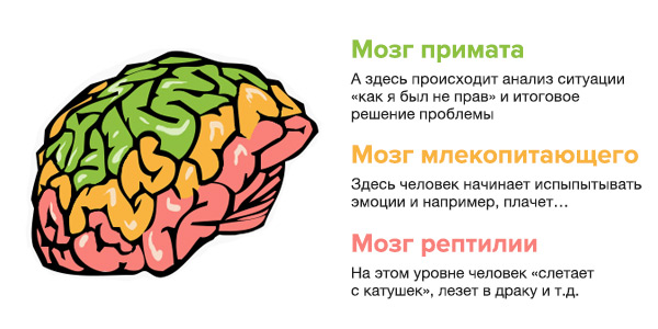 mozg 3
